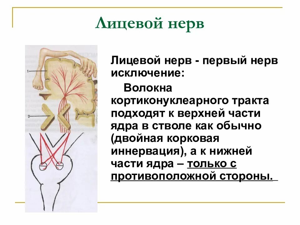 Волокна лицевого нерва. VII пара лицевой нерв. Лицевой нерв презентация. Корковая иннервация ядра лицевого нерва. Лицевой нерв двойная иннервация.