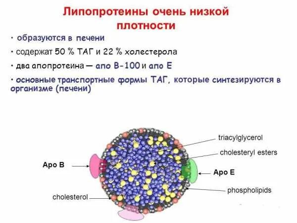 Кровь лпнп и лпвп таблица Понижение сахара в крови при анализе на резистентность Вопрос эндокринологу
