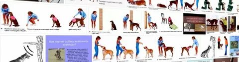 Как научить собаку голос