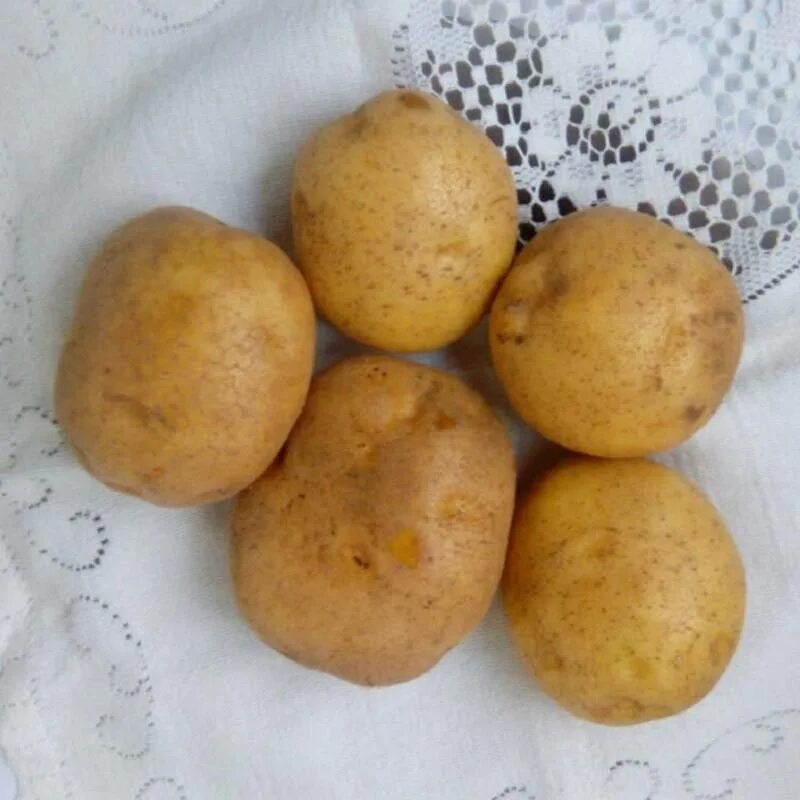 Сорт картофеля Венета. Семенной картофель Винета.