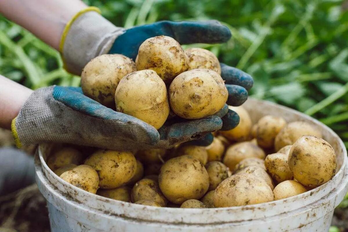 Картофель первого урожая. Картофель. Урожай картофеля. Большой урожай картошки. Картофель в огороде.