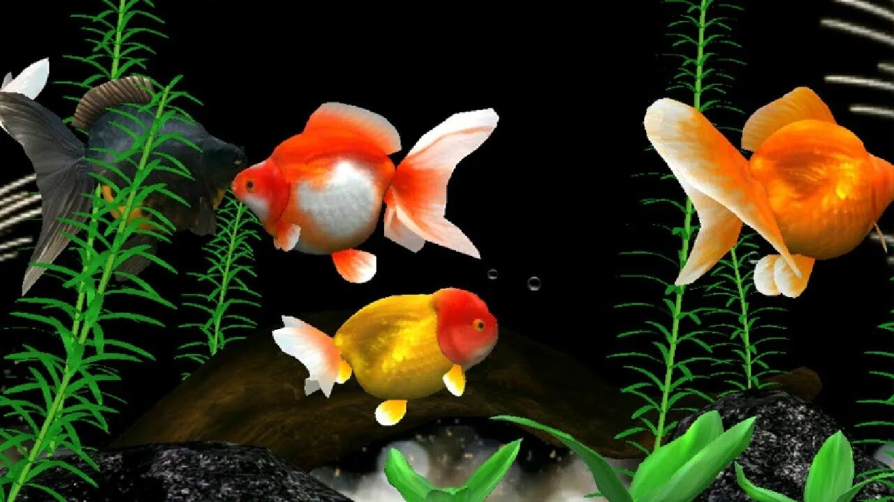 Живые 3д на андроид. Живые рыбки. Скринсейвер рыбки. Заставка аквариум с рыбками. Аквариум живые рыбки.