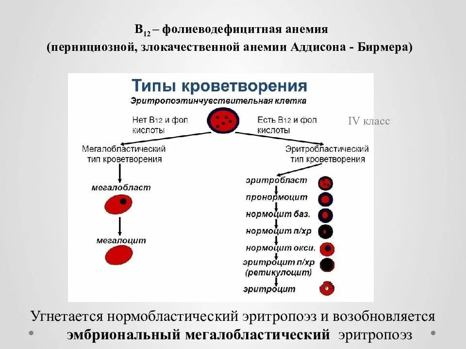 В12 фолиеводефицитная анемия эритроциты. В12-фолиево-дефицитная анемия. Патологическая физиология системы крови. Анемии. Б12 дефицитная анемия кровь. Можно сдавать кровь при анемии