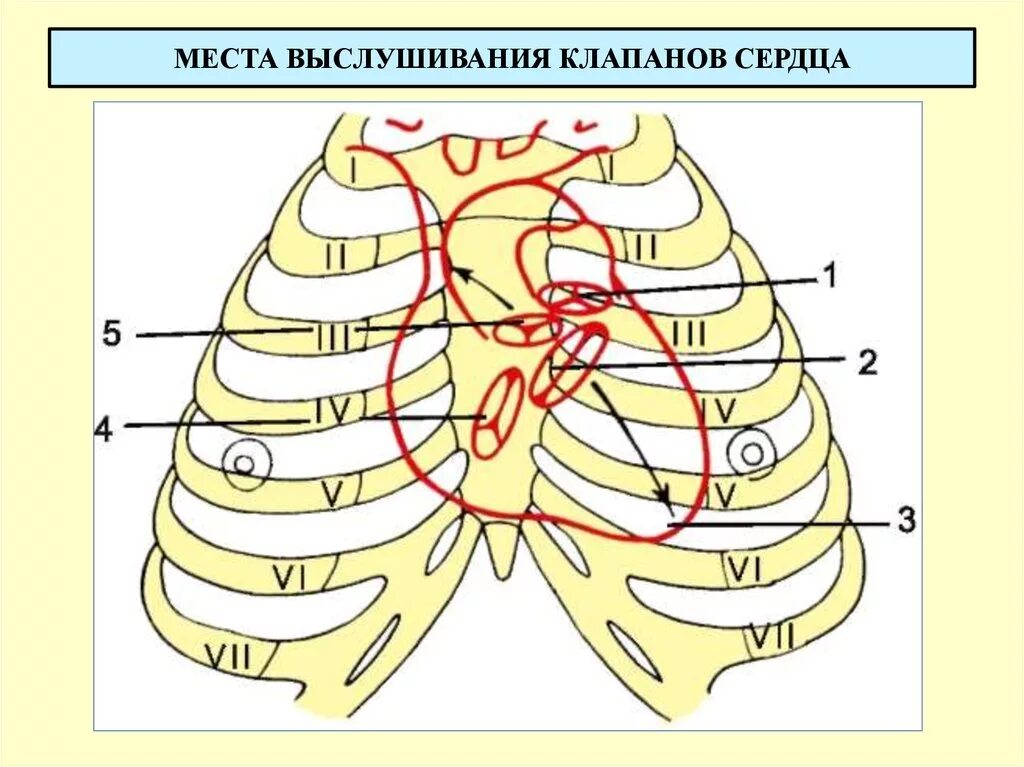 Схема проекции клапанов сердца. Аускультация сердца проекция клапанов. Проекция границ и клапанов сердца на переднюю грудную стенку. Проекция клапанов сердца на грудную клетку схема. Клапаны сердца на грудной клетке