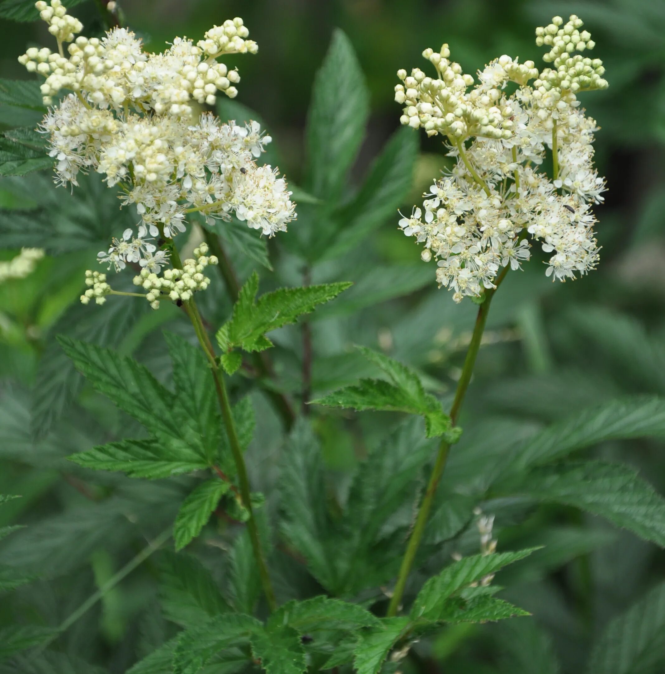 Таволга (лабазник) вязолистная – Filipendula Ulmaria.. Таволга белоголовник. Лабазник Filipendula Ulmaria. Лабазник (таволга) вязолистный (Filipendula Ulmaria).