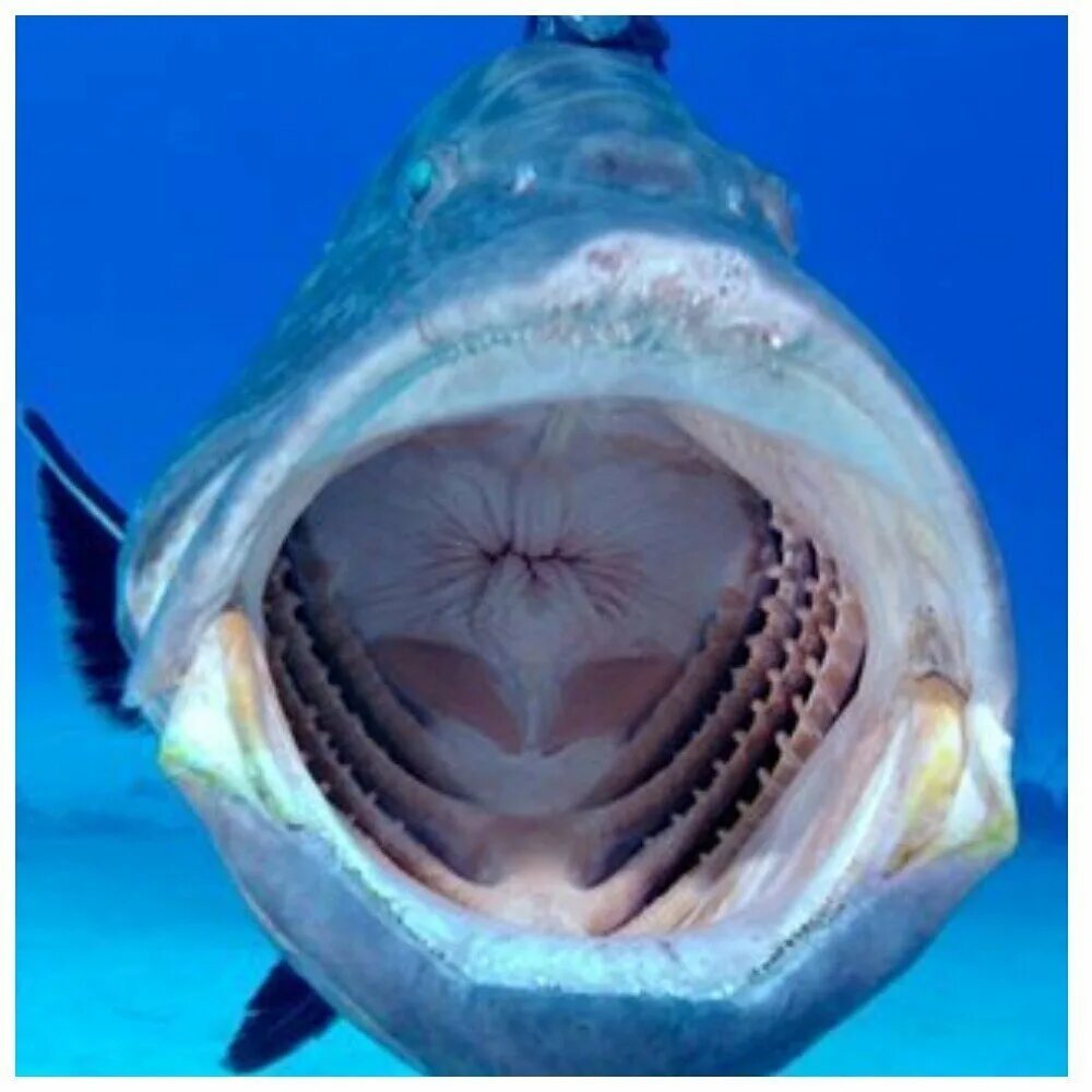 Рыба с открытым ртом. Рыба открыла рот.
