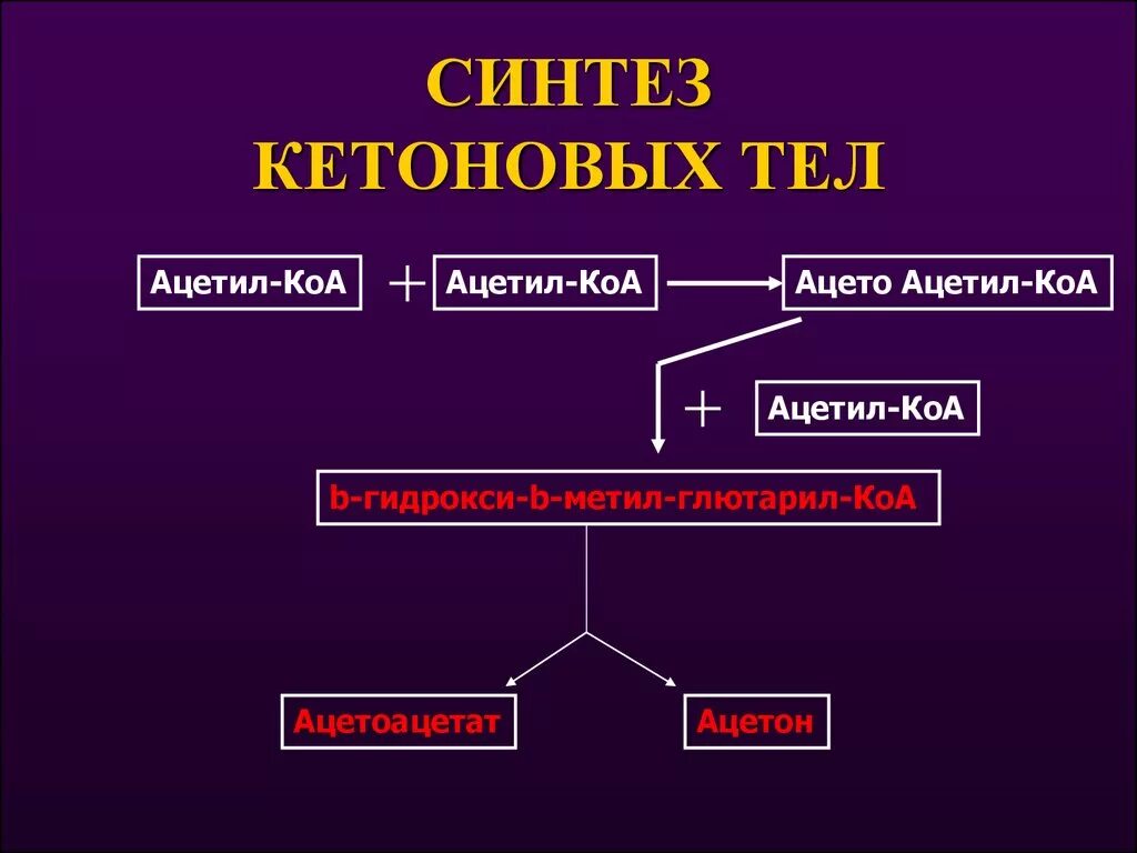 27 синтезы. Синтез кетоновых тел. Синтез кетоновых тел из ацетил-КОА. Синтез ацетоновых тел. Синтез кетоновых тел биохимия.