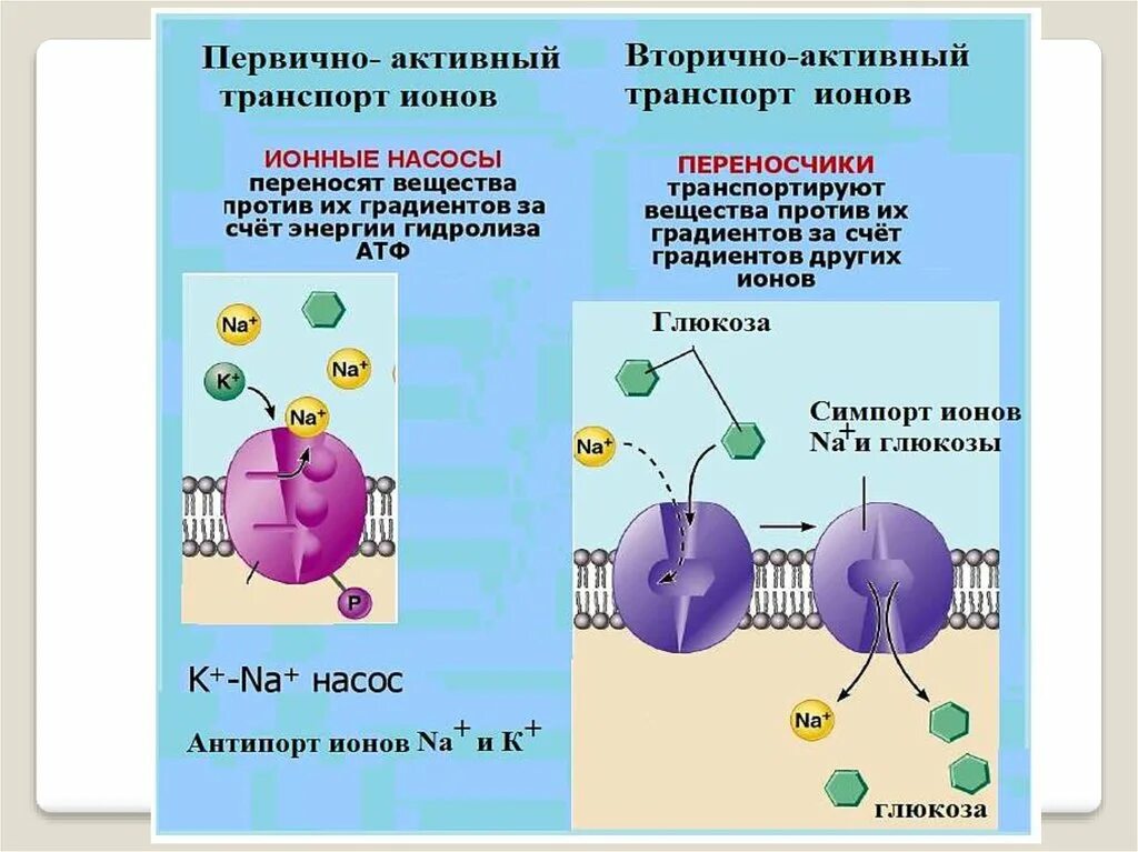 Первично и вторично активный транспорт. Активный транспорт веществ через клеточную мембрану. Транспорт веществ через мембрану вторично активный транспорт. Первично активный транспорт механизм.