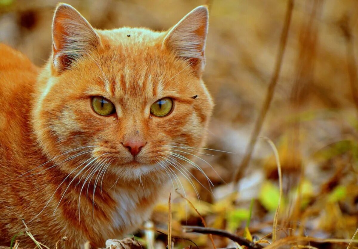 Бразильская короткошерстная кошка рыжая. Сибирская кошка рыжая короткошерстная. Цейлонская короткошерстная кошка рыжая. Сибирский кот короткошерстный рыжий.