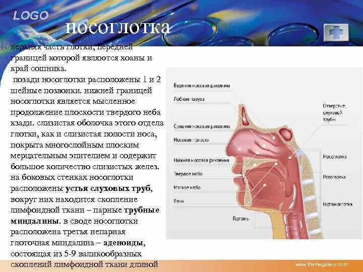 Значение носоглотки человека. Носоглотка строение и функции. Носоглотка строение хоаны. Строение носоглотки человека. Строение носfukjnrb.