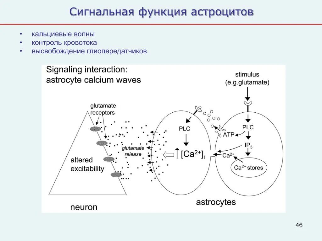 Функции астроцитов. Кальциевые волны астроцитов. Кальциевые волны астроциты 2020. Сигнальная функция.