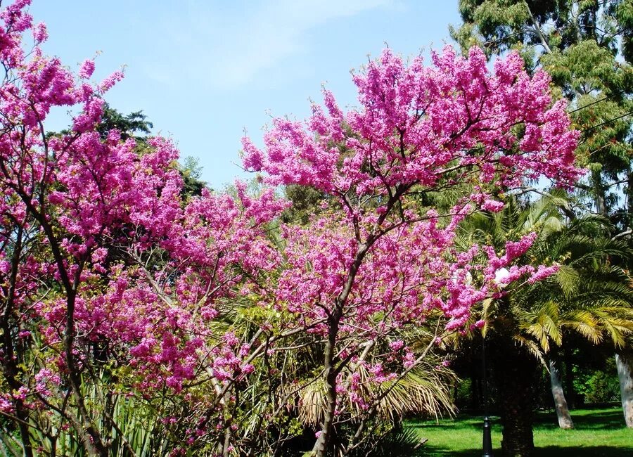 Что цветет в крыму розовым цветом. Церцис Иудино дерево. Церцис Европейский Иудино дерево. Церцис Иудино дерево в Сочи. Церцис бобовый.