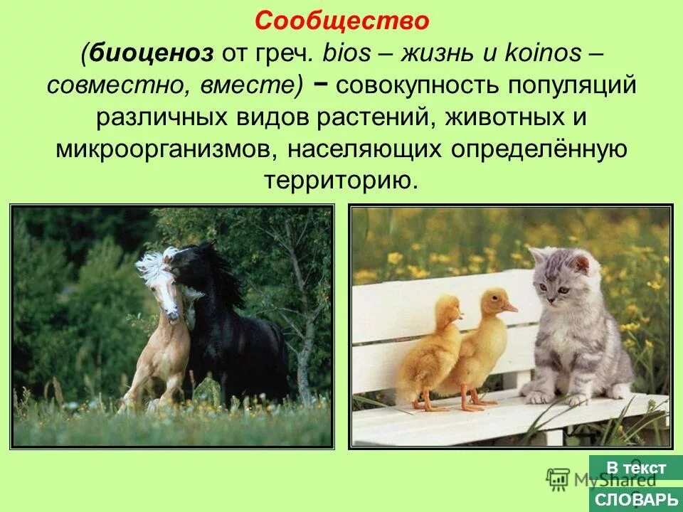 Совокупность видов животных на определенной территории