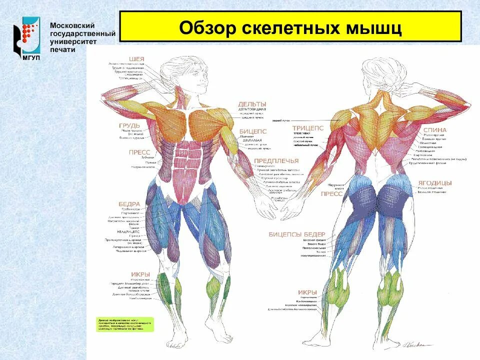 Работа скелетных мышц человека. Основные группы скелетных мышц схема. Основные группы скелетных мышц человека. Характеристика скелетных мышц человека. Обзор скелетных мышц.