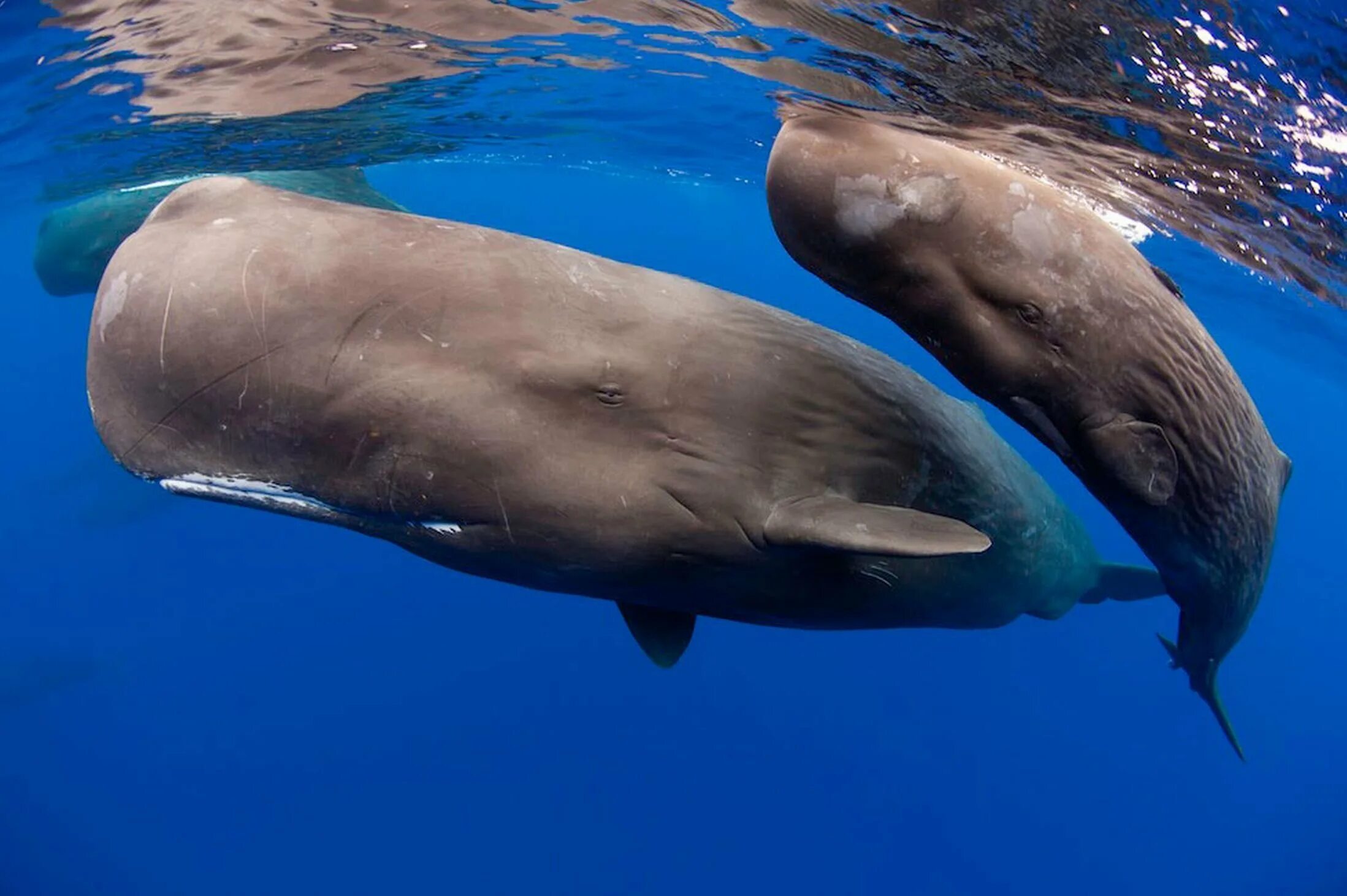 Китообразные Кашалот. Physeter macrocephalus (Кашалот). Кашалот это зубатый кит. Кашалот в Антарктиде.