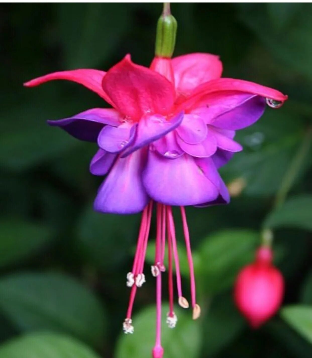 Фуксия Fuchsia Trailing Dark Eyes. Фуксия Fuchsia Trailing Blue Eye. Фуксия кустовая Бетти. Фуксия Хэрри грей. Фуксия дарк