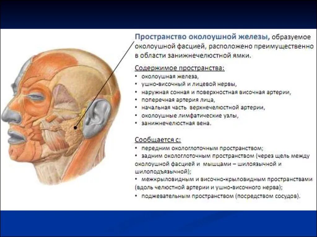 Занижнечелюстная ямка. Занижнечелюстная ямка границы. Артерии околоушной железы. Строение головы. Околоушная железа нерв