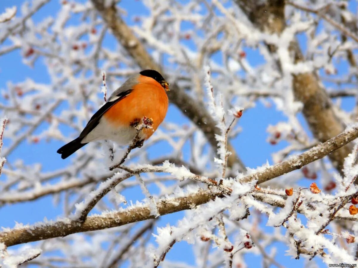 Пять месяцев зимы. Февраль природа. Зимние птицы. Зимующие птицы. Февраль картинки.