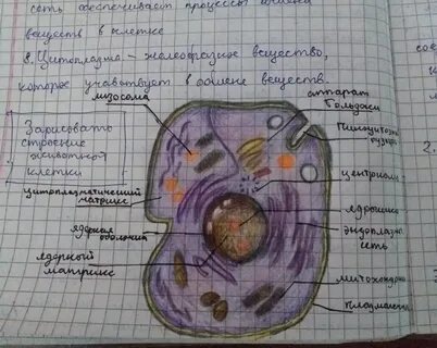 Животная клетка рисунок простой