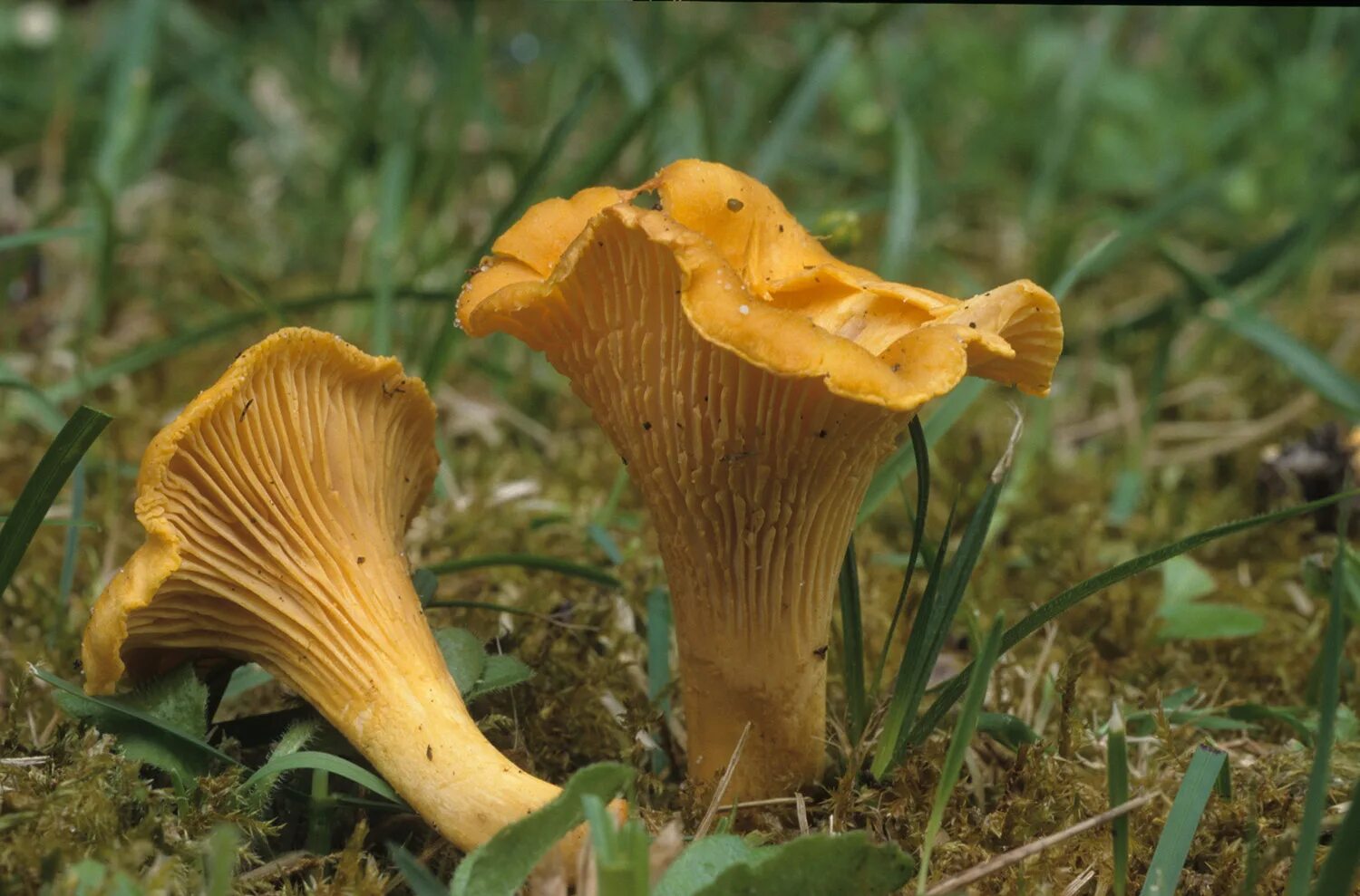 Съедобные грибы лисички. Cantharellus cibarius. Лисичка желтая (cantharellus cibarius). Байкальский заповедник грибы лисички. Cantharellus cibarius (лисичка обыкновенная).