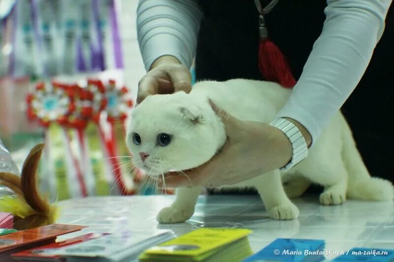 Выставка кошек. Выставка кошек в Саратове. Выставка кошек в Ривьере. Всемирная выставка кошек.