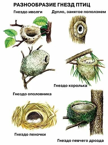 Типы гнезд птиц. Гнезда разных видов птиц. Гнёзда птиц с названиями. Различные виды гнезд птиц.