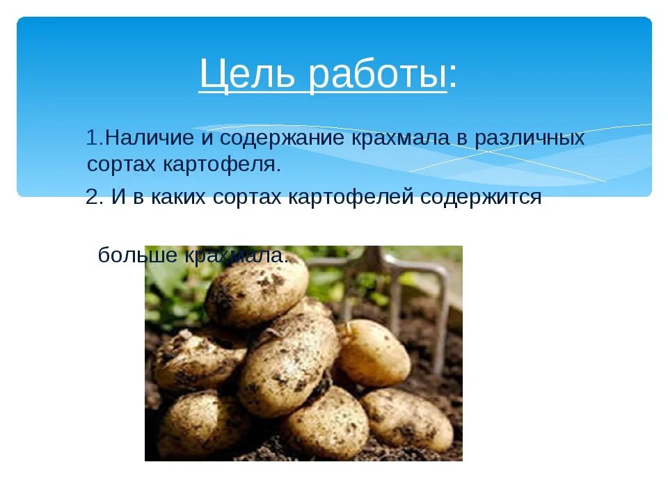Картофель содержит крахмала. Крахмал в клубнях картофеля. в картошке много крахмала. опыт с клубнем картофеля. сообщение на тему картофель.