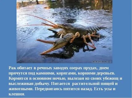 Кто обитает в реке