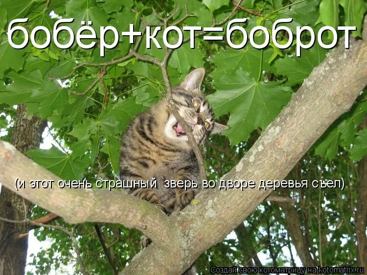 Бобер. Кот с бобровым хвостом. Кот с бобром. Кот бобр. Кот бобр.