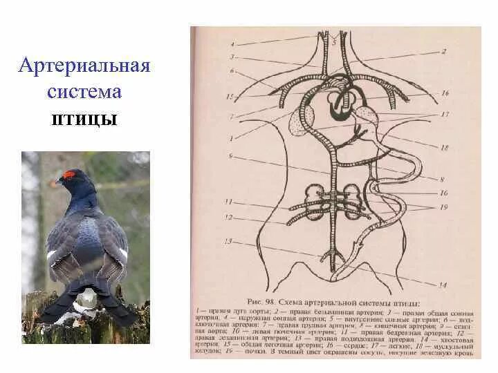 Кровеносная система система птиц. Схема кровеносной системы птицы артериальная система. Кровеносная система птиц схема. Схема артериальной и венозной системы птицы. Кровообращение конечностей птиц