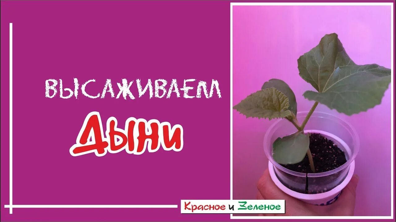 Как ухаживать за рассадой дыни. Вытянулась рассада арбузов. как выглядит рассада дыни. когда высаживать дыню на рассаду. рассада дыни вытянулась.