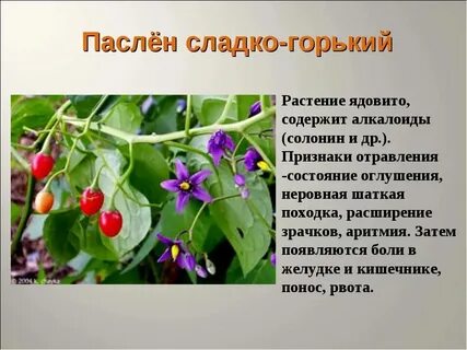 Ягода какому семейству относится