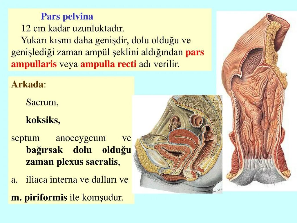 Pars латинский. Pars латинский