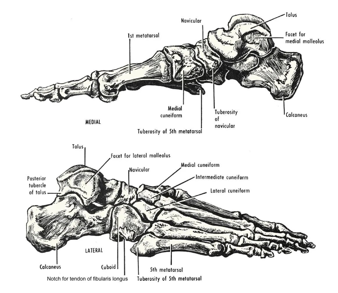 Стопа анатомия строение кости. Кости стопы строение на латыни. Анатомия костей стопы. Строение стопы анатомия латынь.