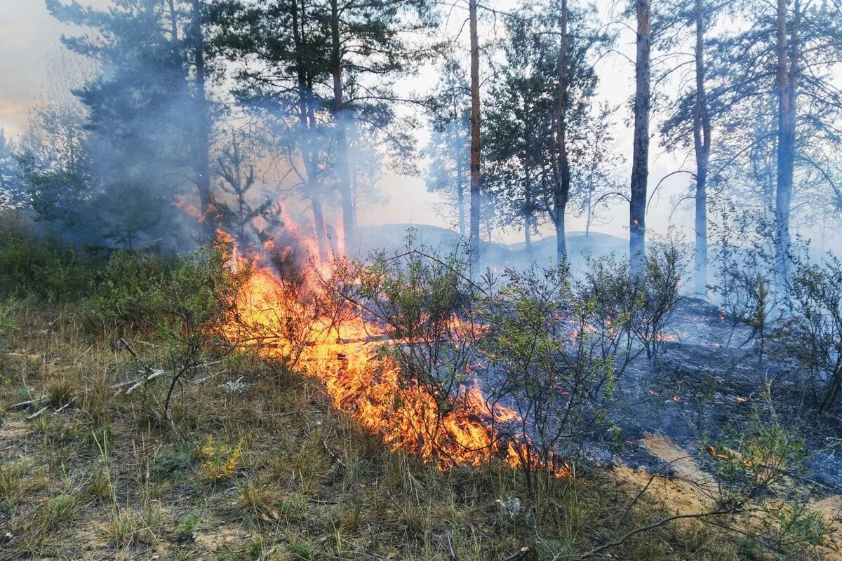 Лесной пожар 3 класс. Лесной пожар в Нижегородской области с Республикой Марий Эл. Пожар в лесах Марий Эл 2021. Лесные пожары в Марий Эл 2020 год. Сосновый Бор пожар Марий Эл.