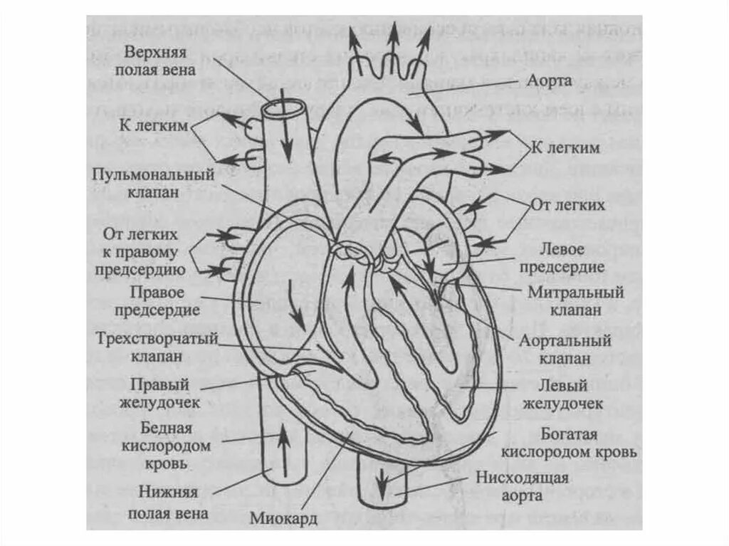 Обозначьте рисунок строение сердца. Внутренне строение сердца. Сердце схема строения анатомия. Внутреннее строение сердца схема. Схема сердца человека биология 8 класс.