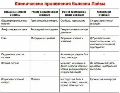 Энцефалит симптомы у взрослых после укуса
