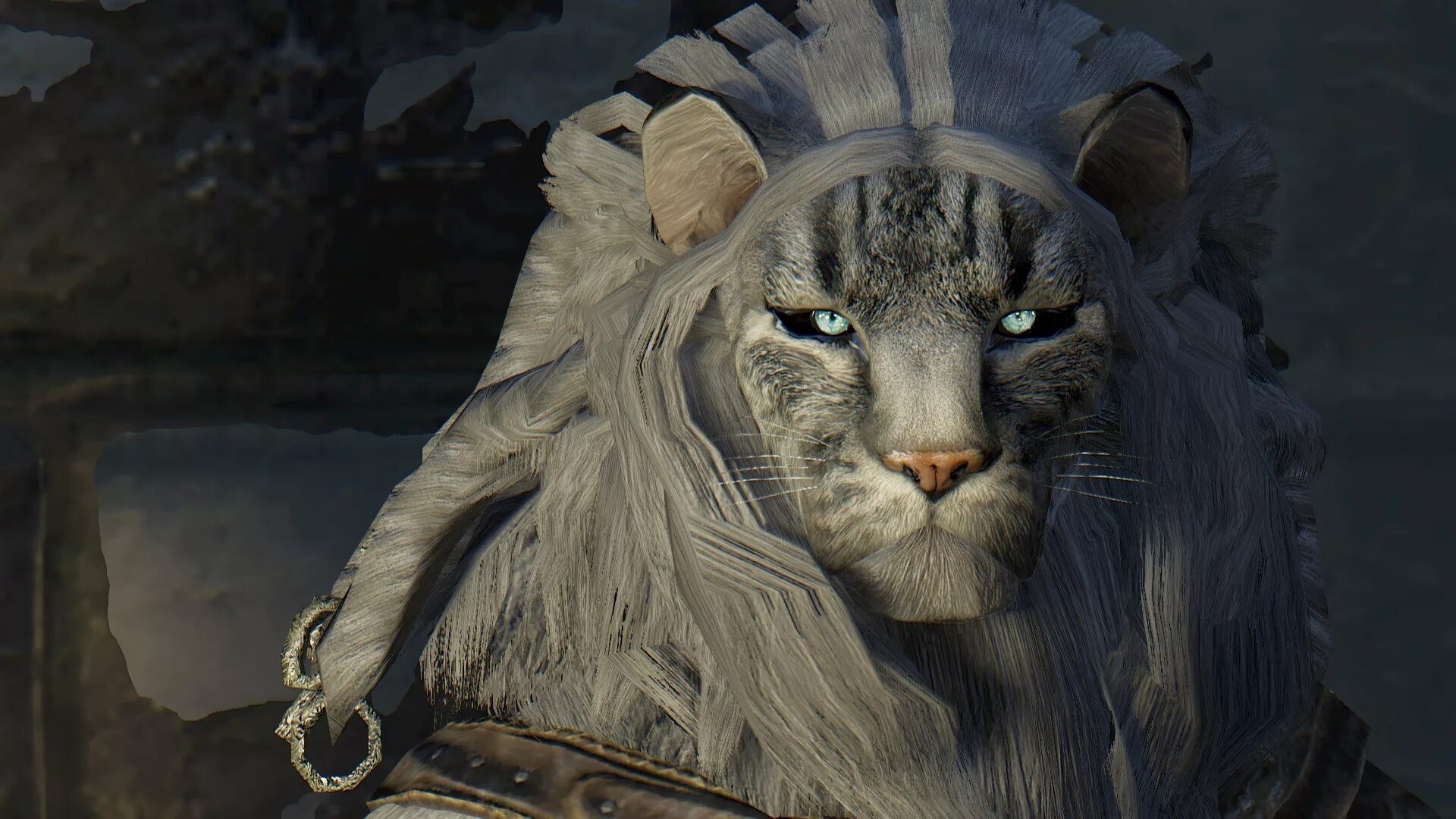 каджит. скайрим хаджиты. каджит (хаджит). каджиты скайрим. раса каджит.