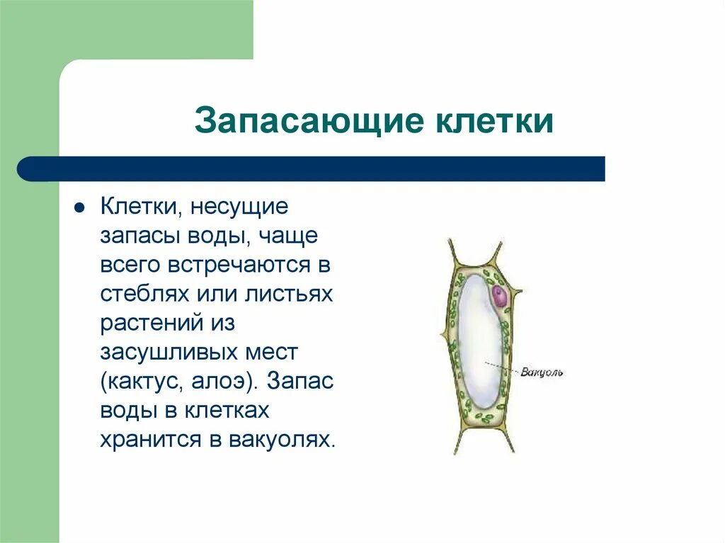 Растительная клетка запасает. Строение запасающей ткани растений. Строение листа алоэ 6 класс. Клеточное строение листа алоэ. Клеточное строение растения Олое.