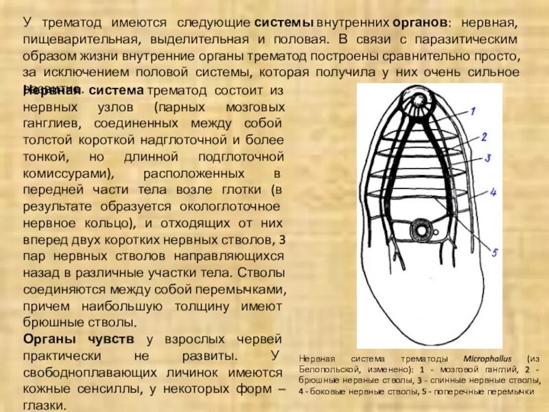 Органах чувств паразитических червей. Трематоды трематоды. Нервная система трематод. Системы органов трематод. Половые органы трематод.