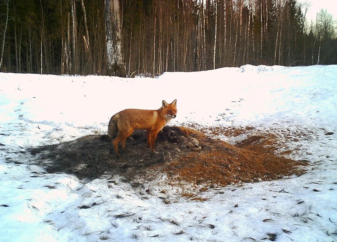 Добыча лисы