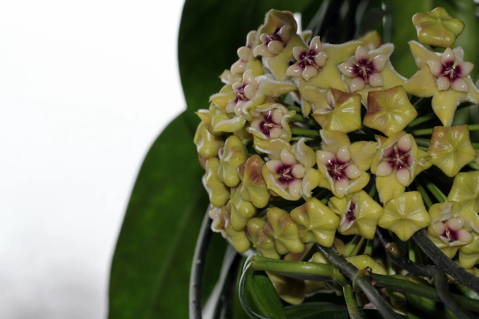 Хойя эритрина. Хойя coriacea. хойя виола. хойя erythrina. хойя panchoi.