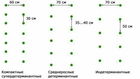 Посадка перцев в теплице расстояние между кустами