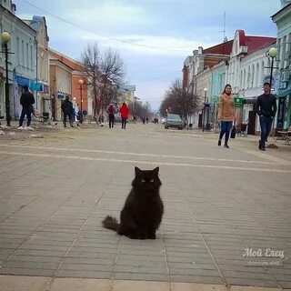 Мой елец