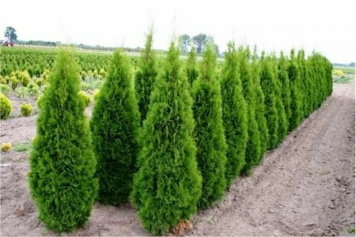 русский туй