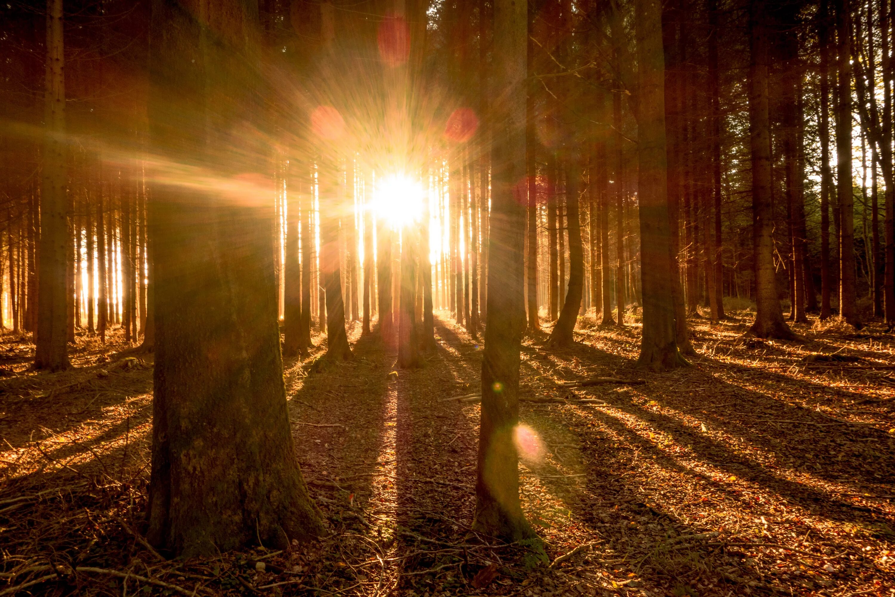 Солнечные лучи. "Солнце в лесу". Лучи солнца. Солнце сквозь деревья.