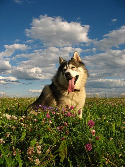 Сибирский хаски фото. Сибирский хаски с голубыми глазами. Хаски лалафанфан. Красивые собаки. Хаски летом.