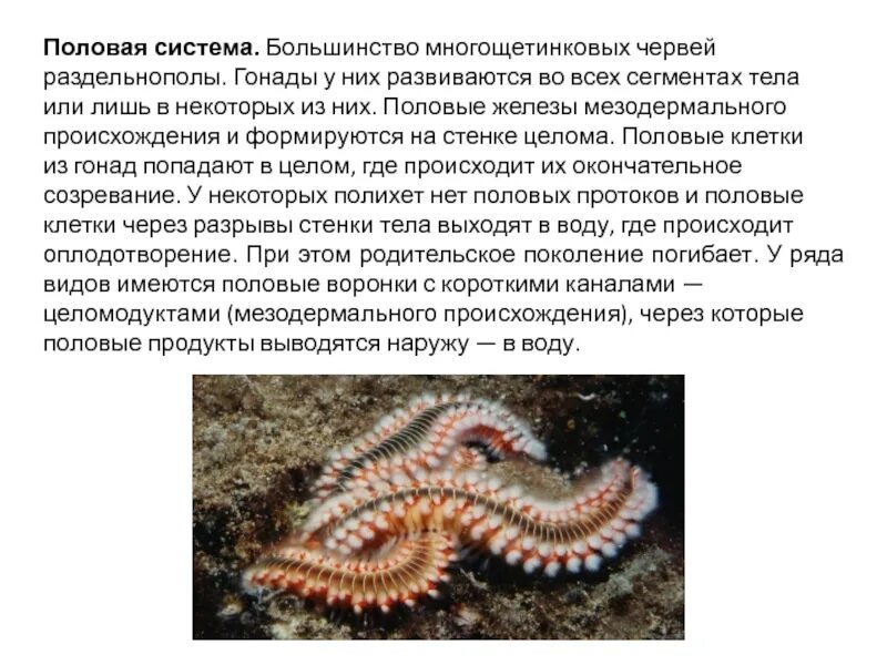 Почему многощетинковые получили такое название. Строение половой системы многощетинковых. многощетинковые черви половая система. многощетинковые черви червей. размножение полихет.