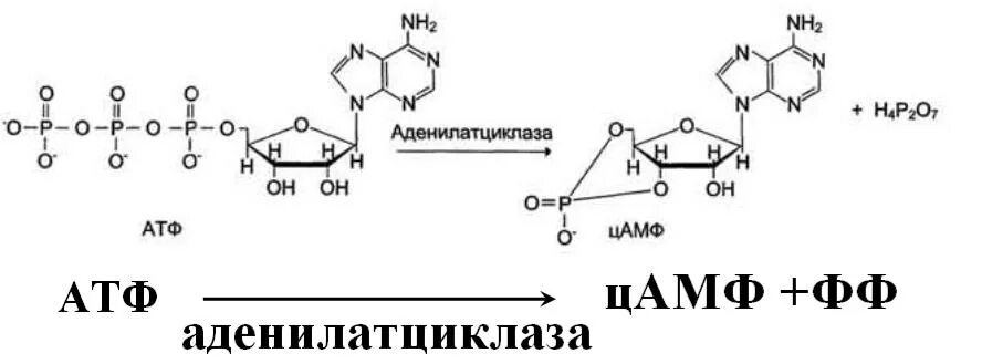 Реакция образования атф. Строение атф и цамф. строение цамф биохимия.
