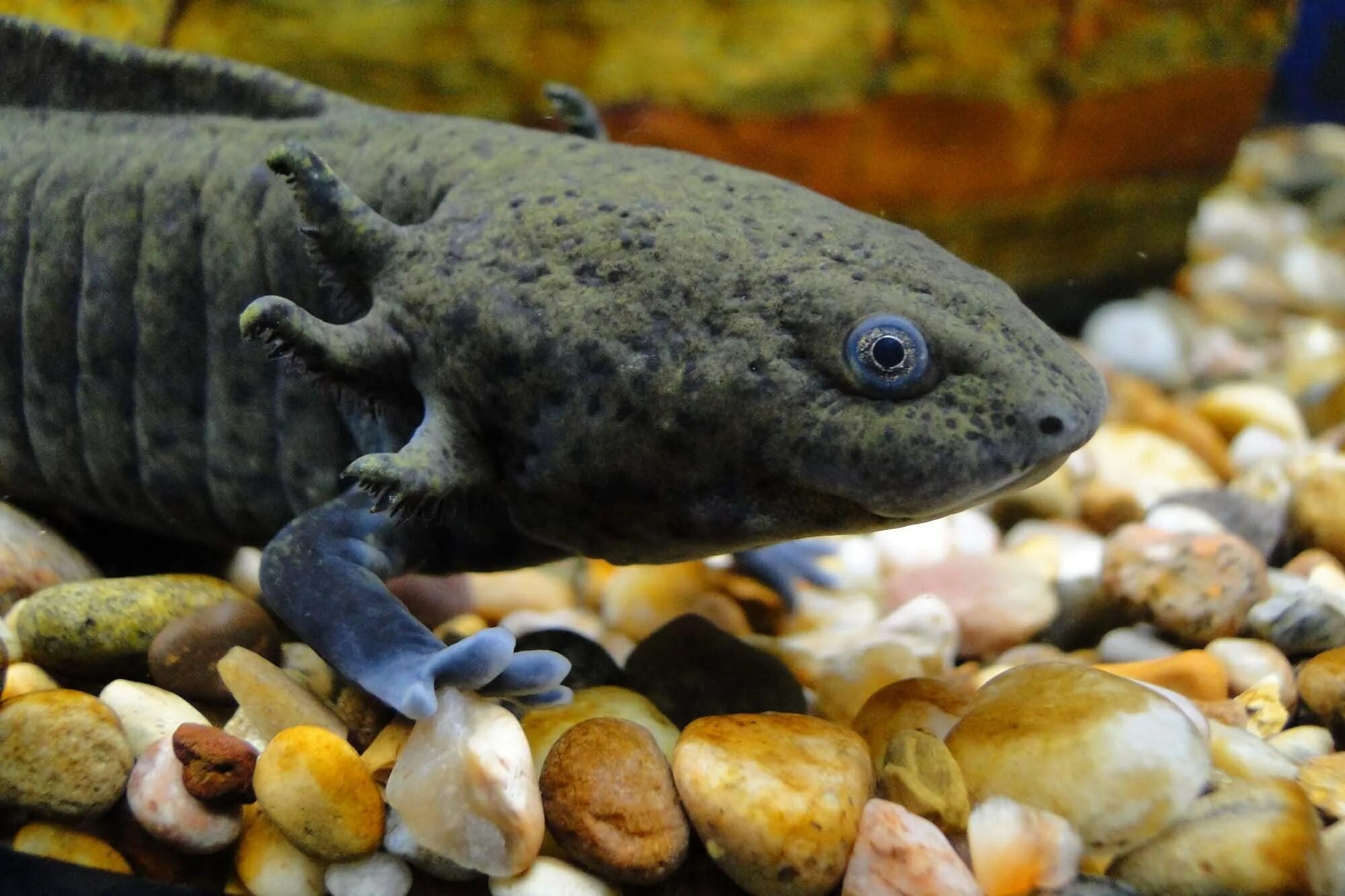 Амфибия аксолотль. Морские тритоны. Саламандра аксолотль. Водная саламандра аксолотль. Мексиканская саламандра аксолотль.